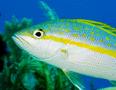 Snappers - Yellowtail Snapper - Ocyurus chrysurus