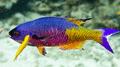 Wrasse - Creole Wrasse - Clepticus parrae