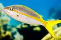 Snappers - Yellowtail Snapper - Ocyurus chrysurus