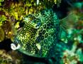 Trunkfish - Honeycomb Cowfish - Acanthostracion polygonia