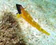 Triplefin Blennies - Black-faced Blenny - Tripterygion delaisi