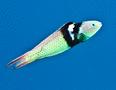 Wrasse - Bluehead Wrasse - Thalassoma bifasciatum