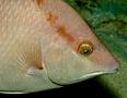 Hogfish - Hogfish - Lachnolaimus maximus