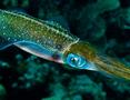 Squid - Caribbean Reef Squid - Sepioteuthis sepioidea