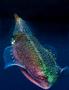 Squid - Caribbean Reef Squid - Sepioteuthis sepioidea