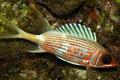 Squirrelfish - Longspine Squirrelfish - Holocentrus rufus