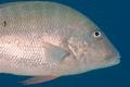 Snappers - Mutton Snapper - Lutjanus analis