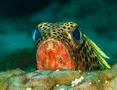 Groupers - Red Hind - Epinephelus guttatus