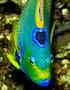 Angelfish - Queen Angelfish - Holacanthus ciliaris