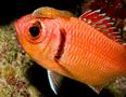 Squirrelfish - Blackbar Soldierfish - Myripristis jacobus