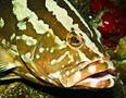 Groupers - Nassau Grouper - Epinephelus striatus