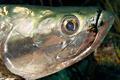 Tarpons - Tarpon - Megalops atlanticus