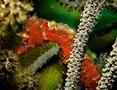 Seahorses - Longsnout Seahorse - Hippocampus reidi