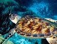 Turtle - Hawksbill Turtle - Eretmochelys imbricata