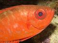 Bigeyes - Glasseye Snapper - Heteropriacanthus cruentatus