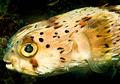 Porcupinefish - Balloonfish - Diodon holocanthus