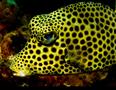 Trunkfish - Spotted Trunkfish - Lactophrys bicaudalis