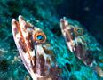 Lizardfish - Sand Diver - Synodus intermedius