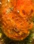 Frogfish - Longlure Frogfish - Antennarius multiocellatus