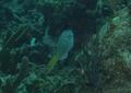 Parrotfish - Yellowtail Parrotfish - Sparisoma rubripinne