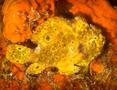 Frogfish - Longlure Frogfish - Antennarius multiocellatus