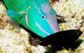 Parrotfish - Stoplight Parrotfish - Sparisoma viride