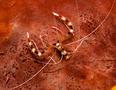 Shrimps - Banded Coral Shrimp - Stenopus hispidus