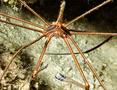 True Crabs - Yellowline Arrow Crab - Stenorhynchus seticomis