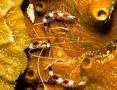 Shrimps - Banded Coral Shrimp - Stenopus hispidus