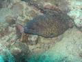 Moray - Yellow-edged Moray - Gymnothorax flavimarginatus