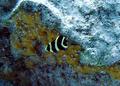 Angelfish - French Angelfish - Pomacanthus paru