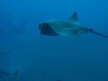 Stingrays - Common Stingray - Dasyatis pastinaca