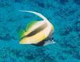 Butterflyfish - Red Sea Bannerfish - Heniochus intermedius