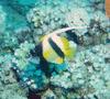 Butterflyfish - Red Sea Bannerfish - Heniochus intermedius