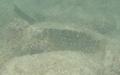 Blennies - Hairy Blenny - Labrisomus nuchipinnis