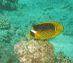 Butterflyfish - Striped Butterflyfish(Red Sea Racoon Butterflyfish) - Chaetodon fasciatus