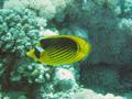 Butterflyfish - Striped Butterflyfish(Red Sea Racoon Butterflyfish) - Chaetodon fasciatus