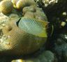 Butterflyfish - Chevroned Butterflyfish - Chaetodon trifascialis