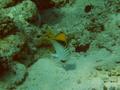 Butterflyfish - Threadfin Butterflyfish - Chaetodon auriga