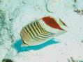 Butterflyfish - Crown Butterflyfish - Chaetodon paucifasciatus