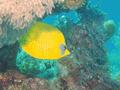 Butterflyfish - Masked Butterflyfish - Chaetodon semilarvatus