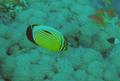 Butterflyfish - Exquisite Butterflyfish - Chaetodon austriacus