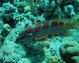 Groupers - Coral Grouper - Cephalopholis miniata