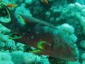 Groupers - Lunartail Grouper - Variola louti