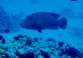 Wrasse - Humphead Wrasse - Cheilinus undulatus