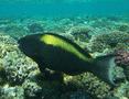 Parrotfish - Bicolour Parrotfish - Cetoscarus bicolor