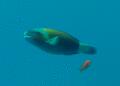 Parrotfish - Bullethead parrotfish - Chlorurus sordidus