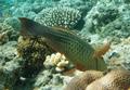 Parrotfish - Bridled Parrotfish - Scarus frenatus