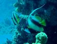 Butterflyfish - Red Sea Bannerfish - Heniochus intermedius