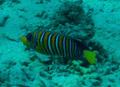 Angelfish - Royal Angelfish - Pygoplites diacanthus